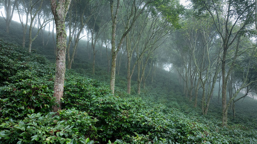 Lavazza launches first rainforest alliance regenerative certified coffee blend