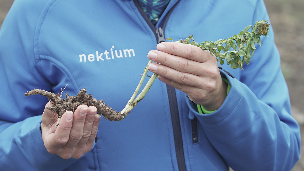 Interview: Nektium’s Elena García on the future of functional coffee