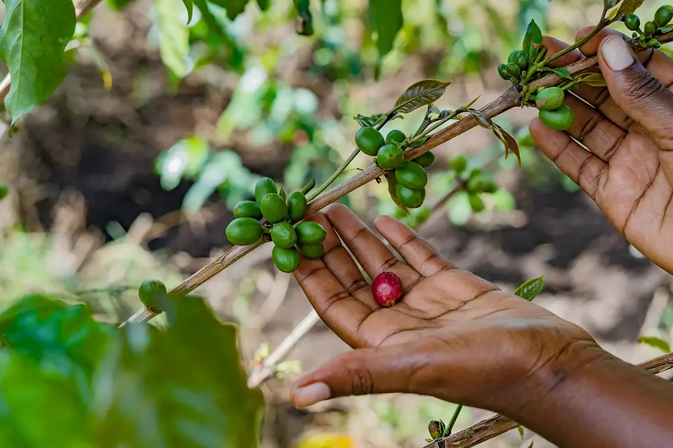 UNIDO, industry partners back Uganda coffee with €850k