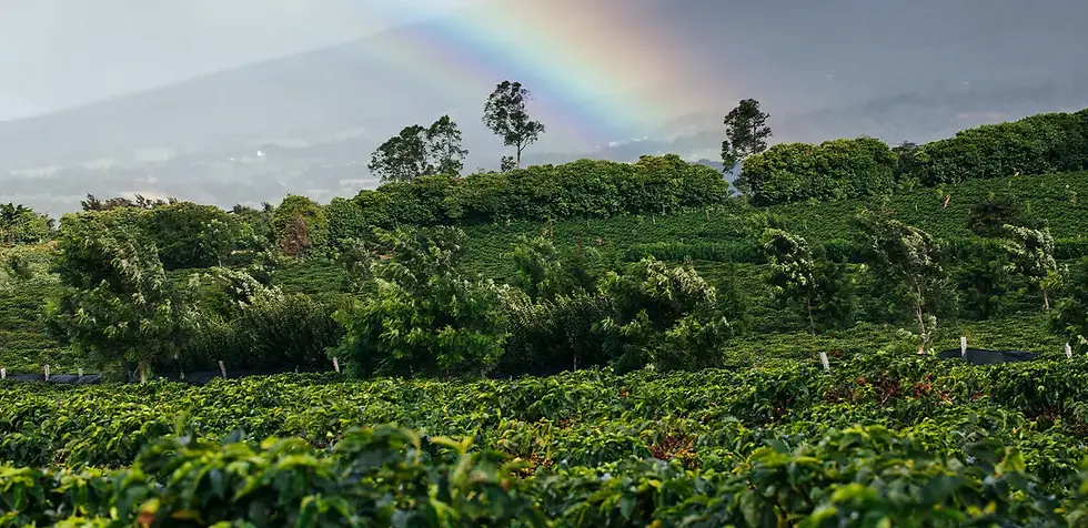 Starbucks expands global coffee innovation network to tackle climate challenges