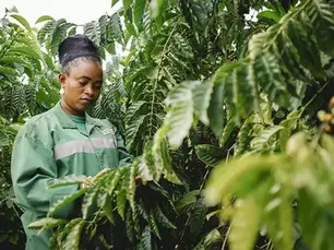 Nestlé research finds robusta coffee mix boosts yields by 86% in Côte d’Ivoire
