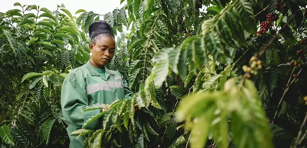 Nestlé research finds robusta coffee mix boosts yields by 86% in Côte d’Ivoire